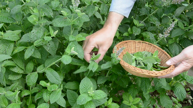 daun mint